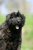 BOUVIER DES FLANDRES 360
